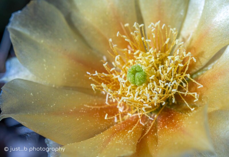 Yellow prickly pear cactus flower with sun-kissed flower petals.