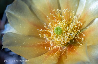 Yellow prickly pear cactus flower with sun-kissed flower petals.