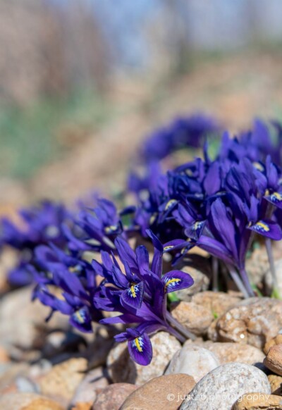 Violet Dwarf Iris flowers growing out of rocky garden.