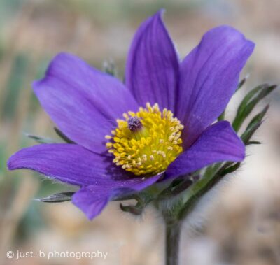 Purple pasque flower with bright yellow center.