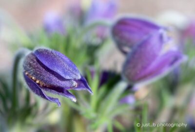 purple pasque flower pods.