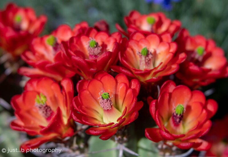 Bright red claret cups cactus flower blooms.