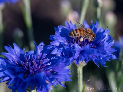 Close-up of honey bee on blue-purple cornflower