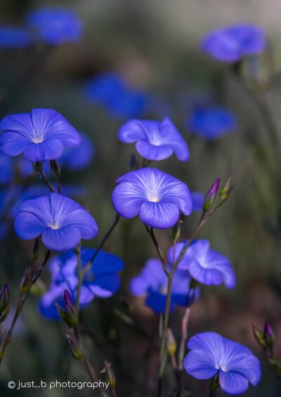 Blue flax wildflowers in the morning spotlight.