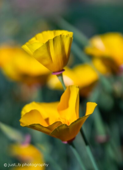 Sideview of yellow California poppy flowers.