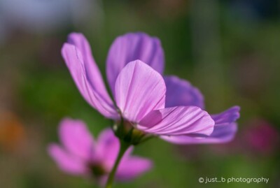 Translucent pink cosmos flower petals.