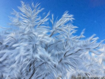Abstract effects applied to snow covered tree branches.