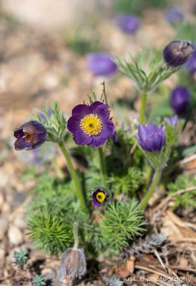 Blooming pasque flower plant in xeriscape garden.