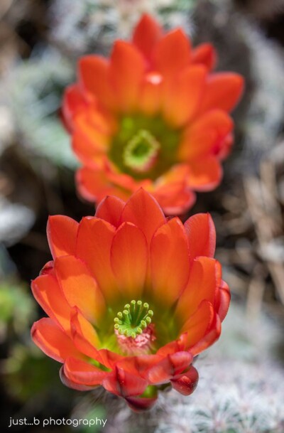 Hedgehog cactus flowers just opening.