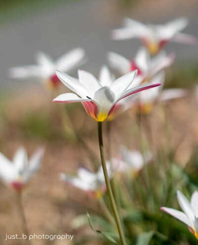 Lady Jane white and pink miniature wildflower tulips.
