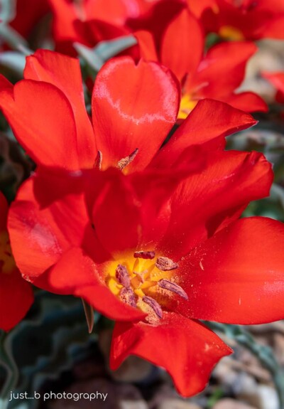 Close-up of red botanical tulips.