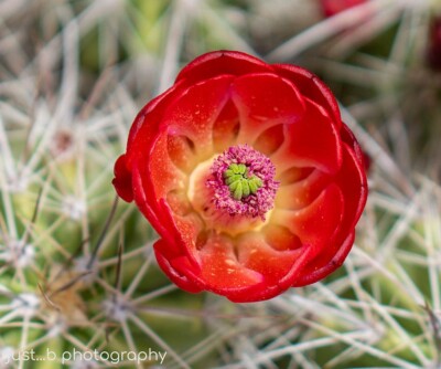 Close-up detail of claret cup flower interior.