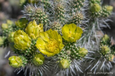 Blooming snow leopard cholla cactus with yellow flowers.