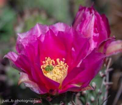 Magenta pink black knight prickly pear cactus flower.