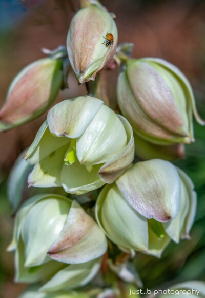 Ladybug on white yucca plant flowers.