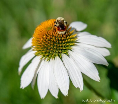 Orange-belted bumble bee on white coneflower.