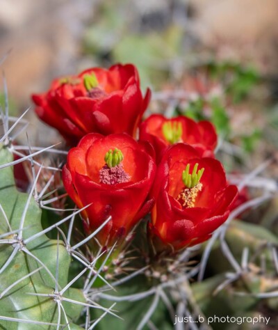 Red Claret Cup hedgehog cactus flowers.