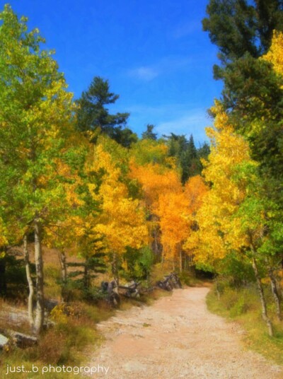 Fall colors along Sandia Crest hiking trail, Sandia Park, NM
