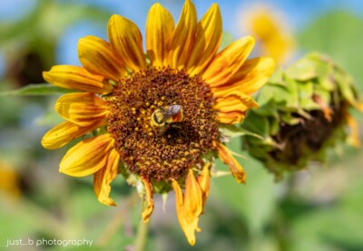 Orange belted bumble bee on sunflower with ragged petals.