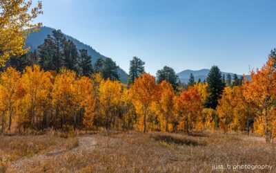 Vibrant orange aspen trees at Golden Gate Canyon State Park, CO in fall.