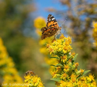 Painted Lady butterfly perched on the end of a blooming Goldenrod branch.