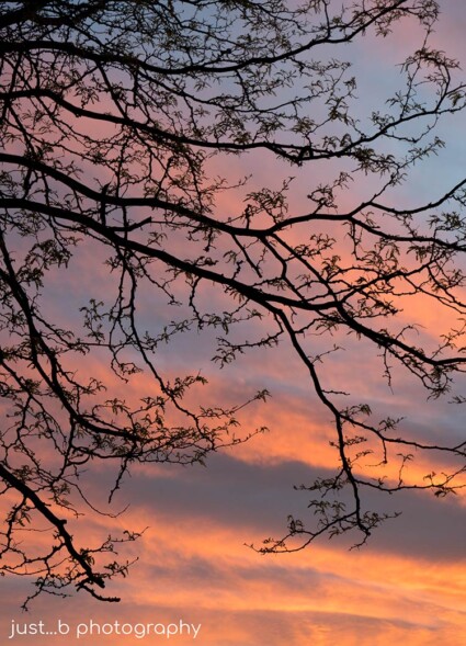 Silhouetted trees branches reach out like arteries agains Santa Fe sunset.