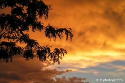 Sunset clouds in Santa Fe, NM with tree silhouette.