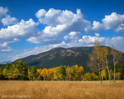 Changing aspen tress on a sunny fall day in Colorado.