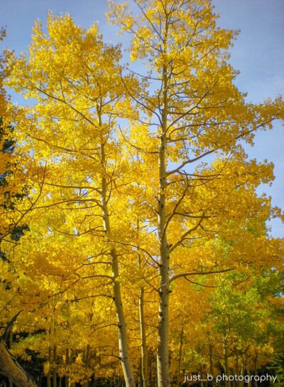 Golden aspen trees - fall colors in Colorado.