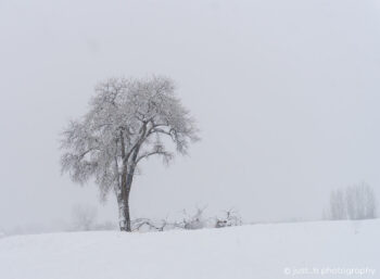 White winter landscape with solitary cottonwood tree.