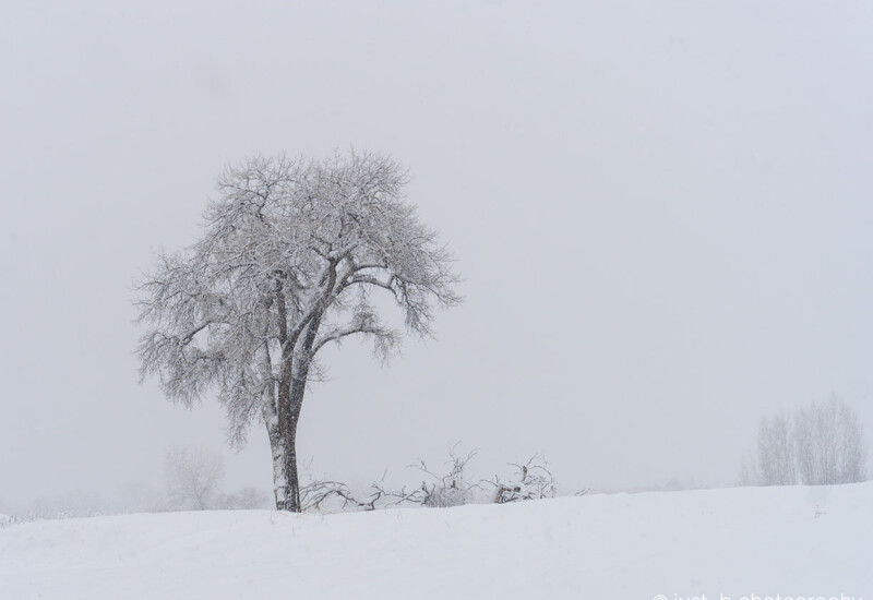 White winter landscape with solitary cottonwood tree.
