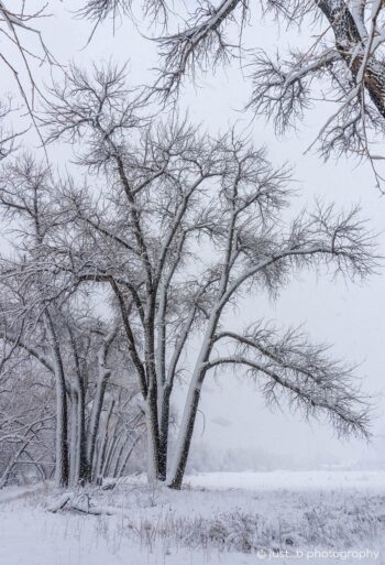 Stark snow covered cottonwood trees with its limbs looking like arteries.