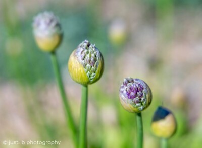 Allium bud pods about to open.