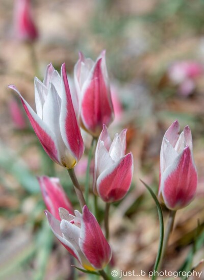 Pink and white Lady Jane tulips getting ready to open.