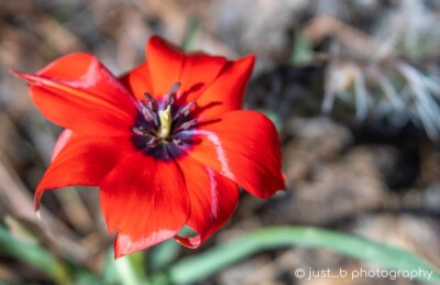 Bright red botanical tulip by prickly pear cactus.
