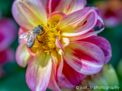 Bee gathering pollen on pink and yellow dahlia flower.