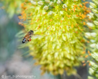 Bee with orange pollen sacs by yellow foxtail lily flowers.