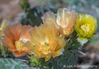 Peach and yellow prickly pear flowers.