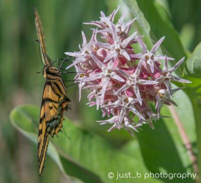 Yellow Swallowtail butterfly gahering nectar from milkweed flowers.