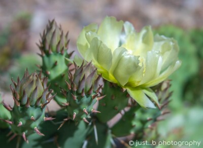 Pale yellow, side view of prickly pear flower with pointy buds.