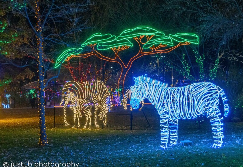 ABQ Botanic Gardens River of Lights 2024 - Zebrason the savanna ROL lighted zebra displays