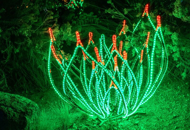 ABQ Botanic Gardens River of Lights 2024 - Agave century cactus plant Agave lighted display at ABQ gardens