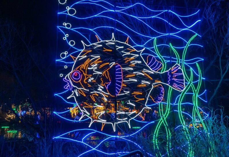 ABQ Botanic Gardens River of Lights 2024 - puffer fish with bubbles. Puffer fish aquatic lights display.