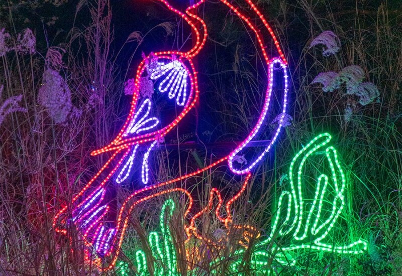 ABQ Botanic Gardens River of Lights 2024 - bird Lighted bird display at gardens