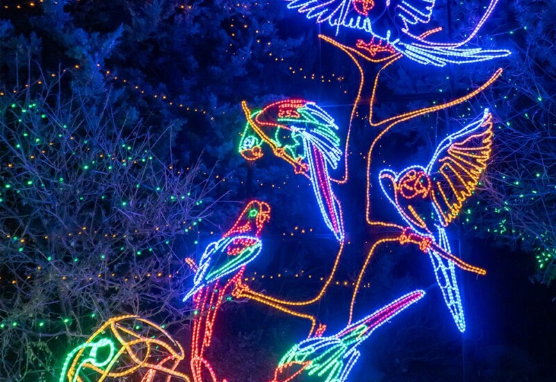 ABQ Botanic Gardens River of Lights 2024 - parrots and flowers ROL parrots lighted display