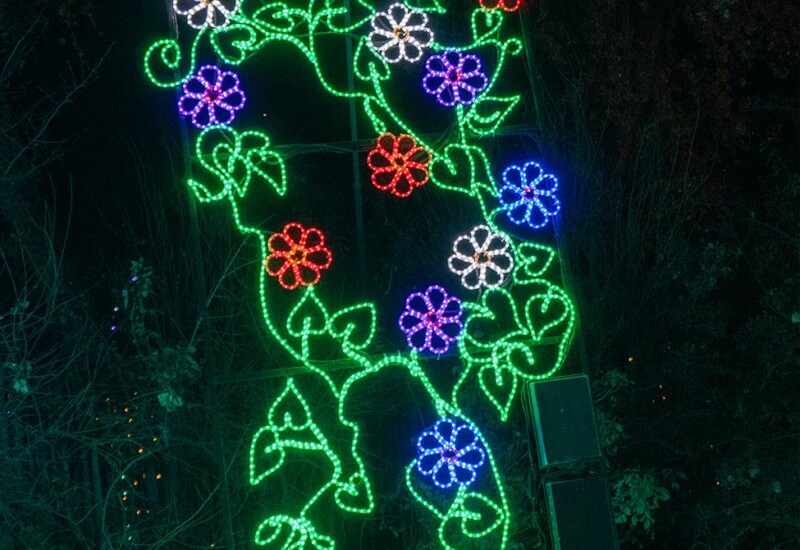 ABQ Botanic Gardens River of Lights 2024 - climbing flowers Climbing flowers lighted display.