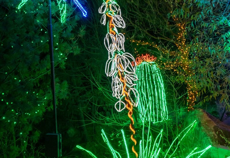 ABQ Botanic Gardens River of Lights 2024 - plants and animals of the desert Hummingbird and yucca plant lighted display.