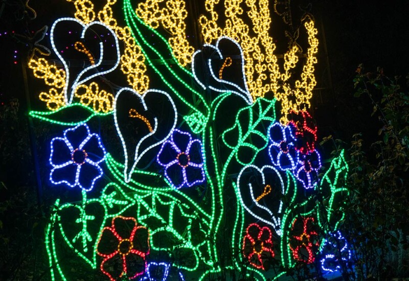 ABQ Botanic Gardens River of Lights 2024 - climbing flowers Climbing flowers lights.