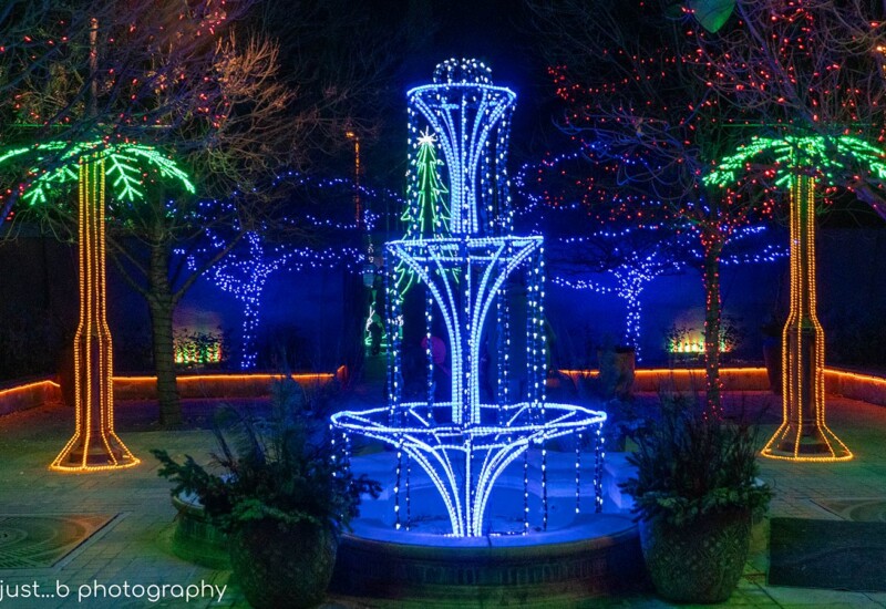 ABQ Botanic Gardens River of Lights 2024 - fountain with palm trees ROL fountain and palm trees