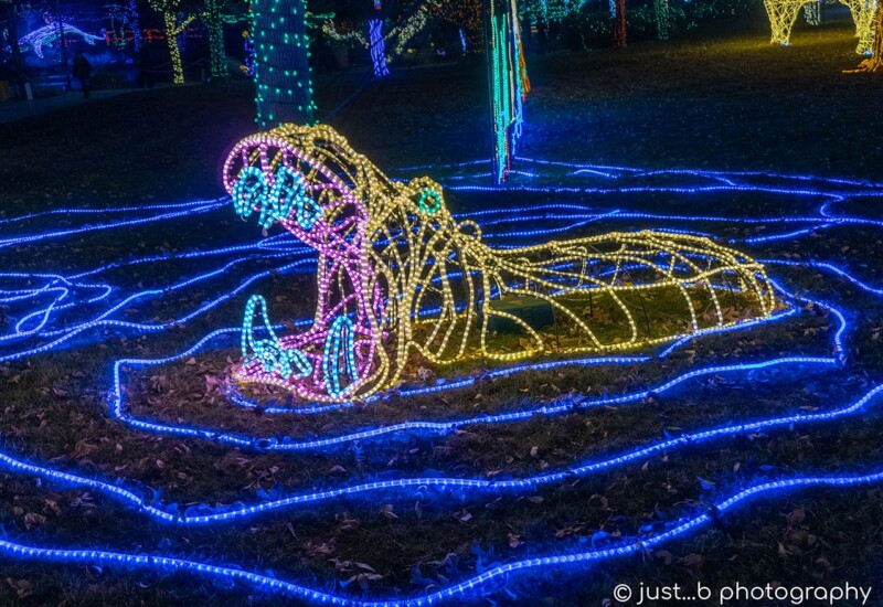ABQ Botanic Gardens River of Lights 2024 - hippo in water Hippo with mouth wide open lighted display
